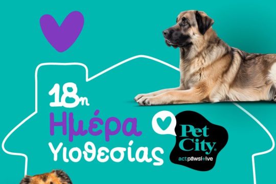 PET CITY